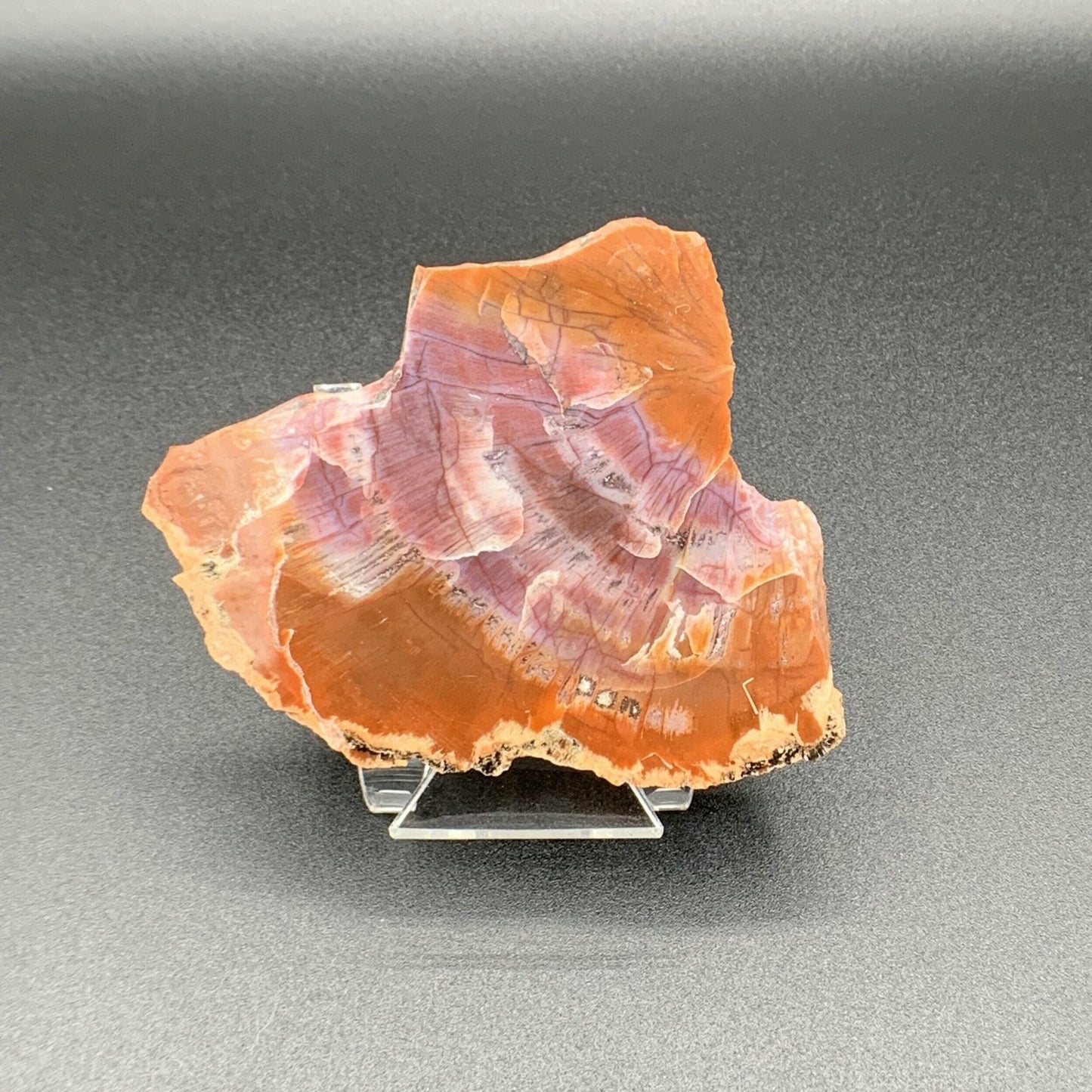 Petrified Wood Slab - Healing Stone Beings
