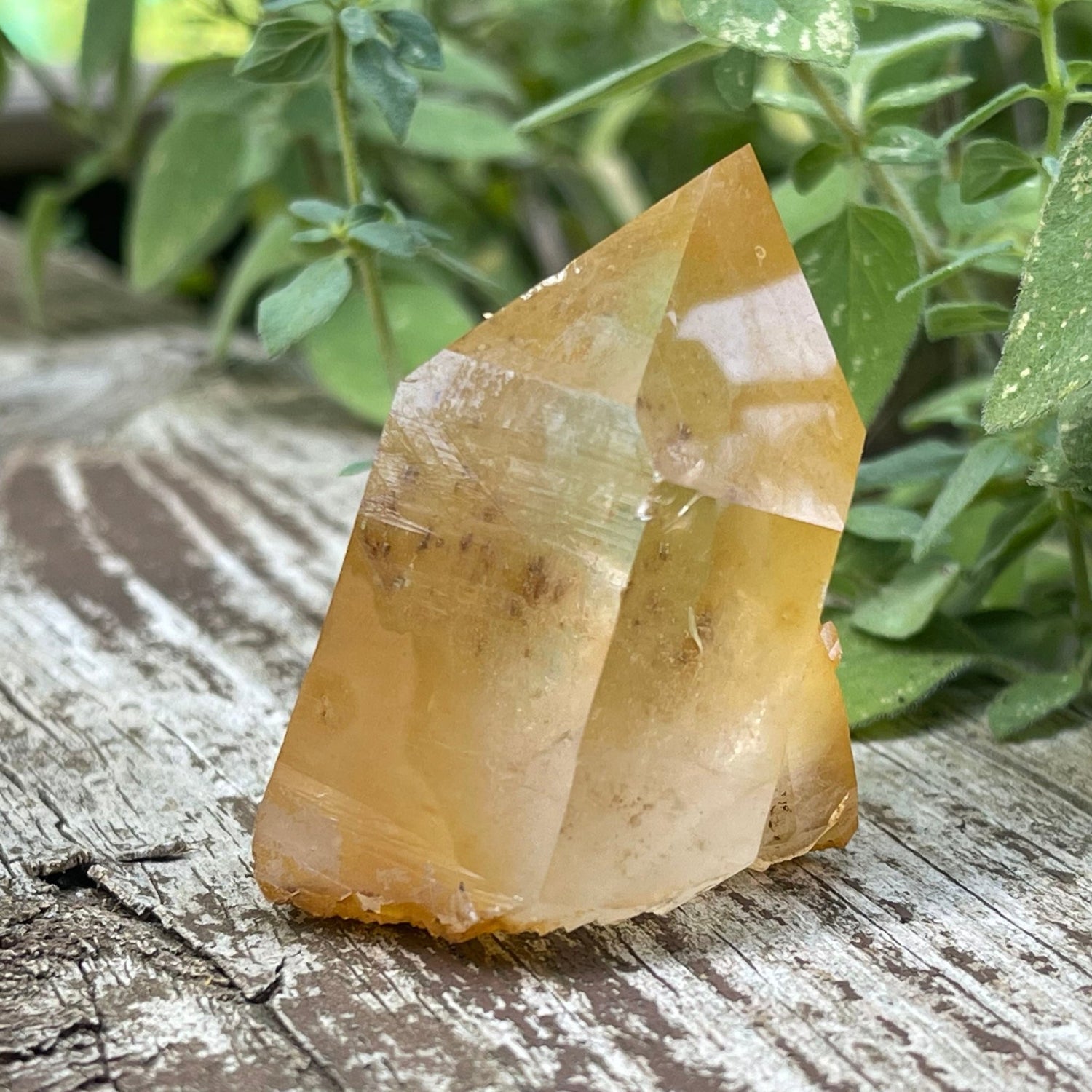 Golden Healer Quartz | Passion – Opal and Sage Golden Healer Quartz | Passion – Opal and Sage
